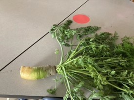 Sept Learning Garden 2