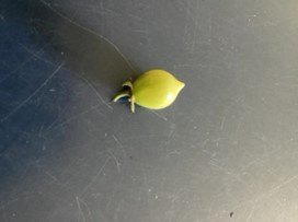 Sept Learning Garden 1